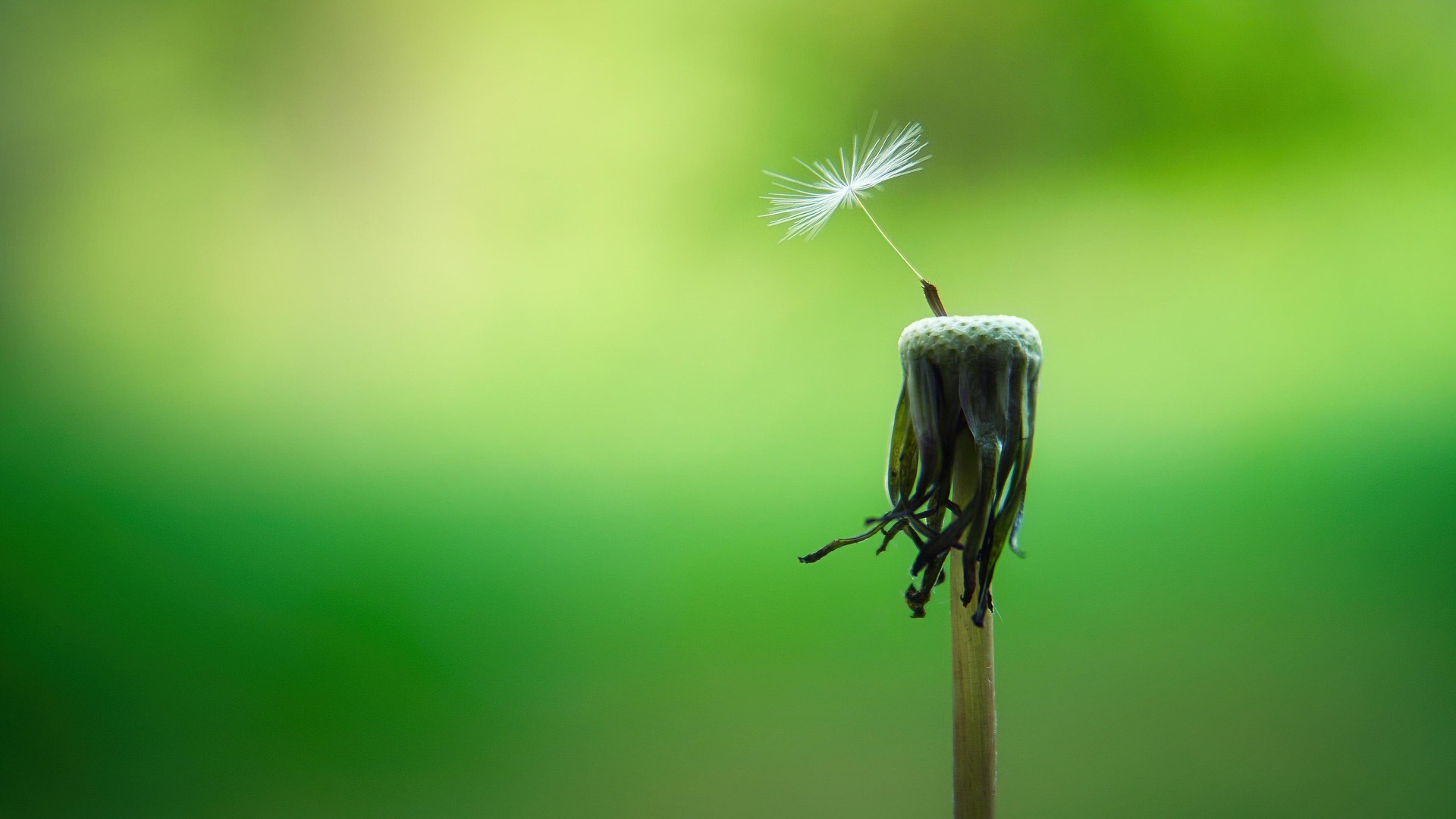 a final seed lingers on a dandelions head